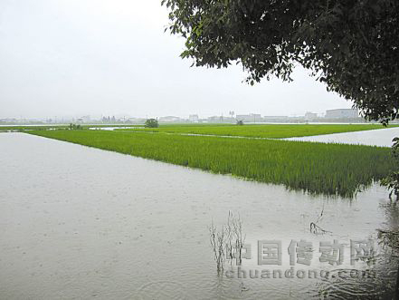 圖為受淹的寧波余姚黃家埠糧食功能區，稻田受淹最深處有1.5米